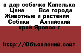 в дар собачка Капелька › Цена ­ 1 - Все города Животные и растения » Собаки   . Алтайский край,Яровое г.